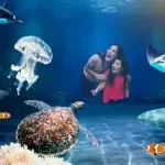 sealife