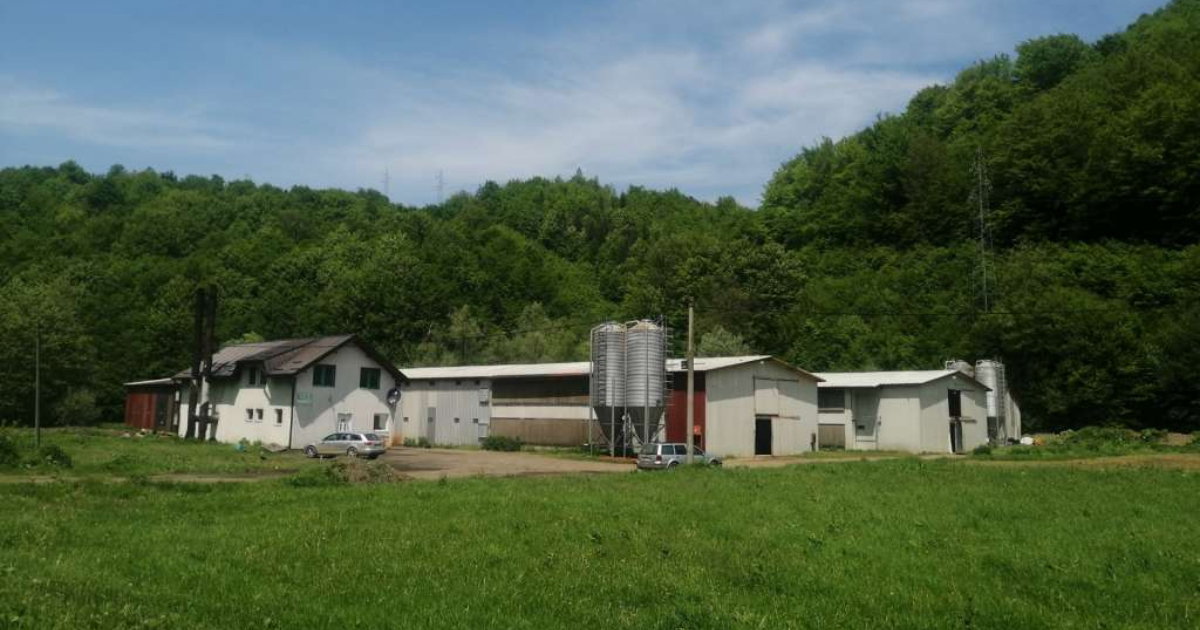 farma pilića, srebrenica