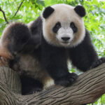 panda životinje