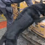 policijski pas