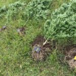 indijska konoplja marihuana