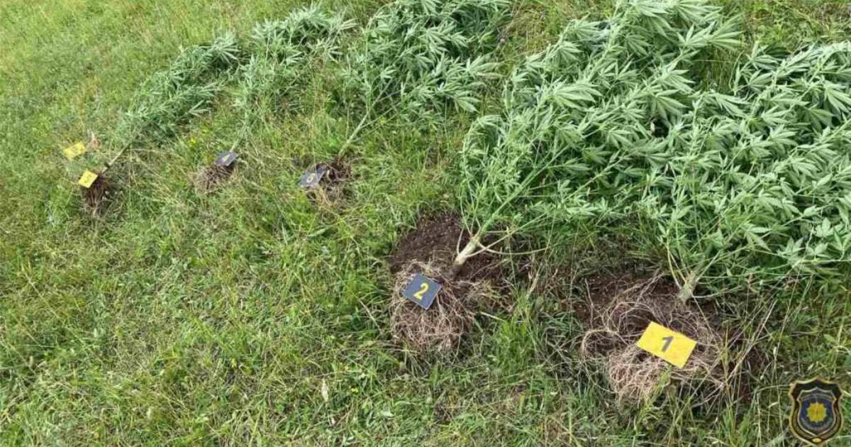 indijska konoplja marihuana