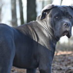 pas cane corso