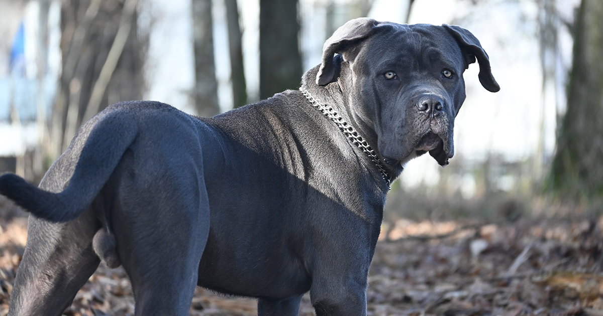 pas cane corso