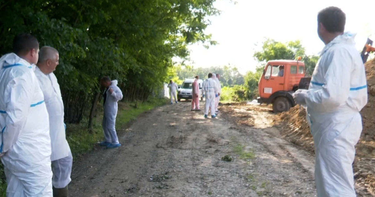 svinjska kuga