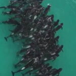 delfini