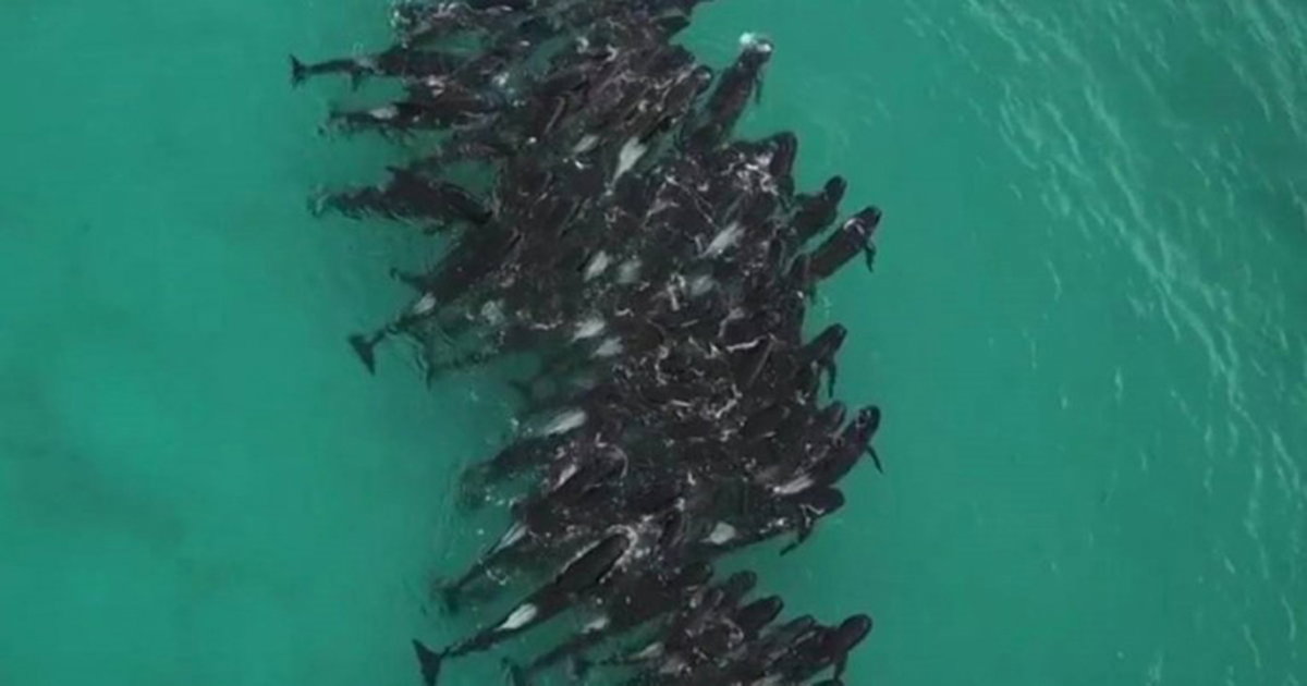 delfini