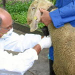 bruceloza veterinar