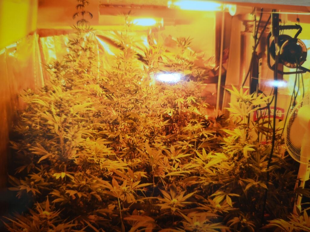 kanabis marihuana