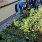 mostar marihuana