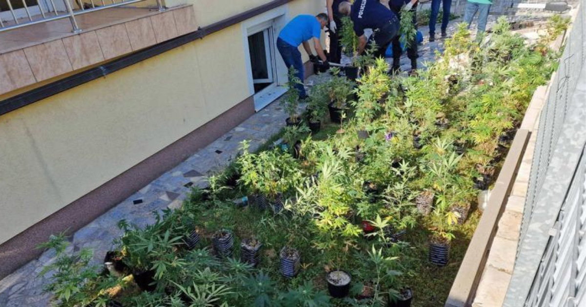 mostar marihuana
