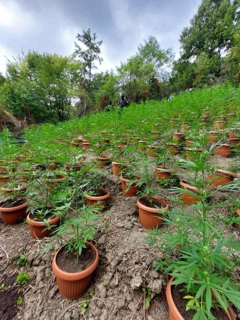 droga zapljena lopare