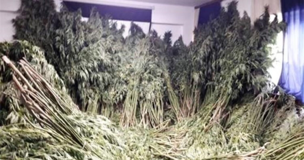 marihuana konoplja