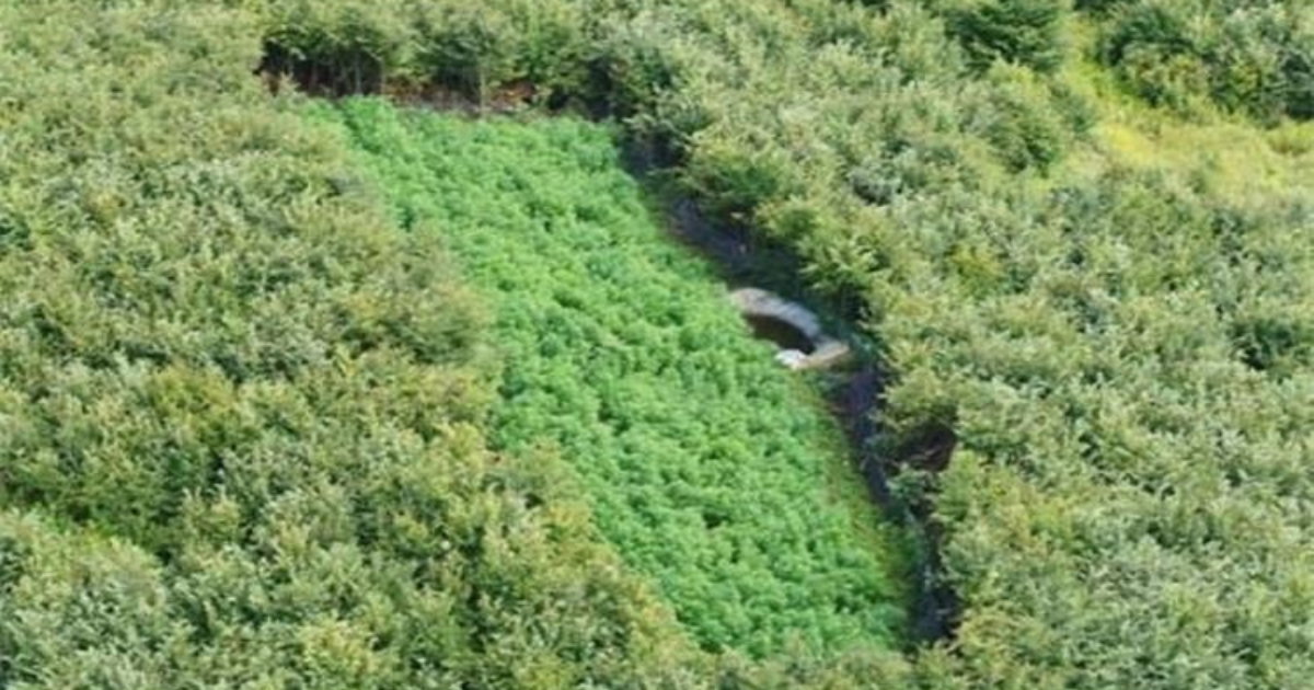 marihuana konoplja