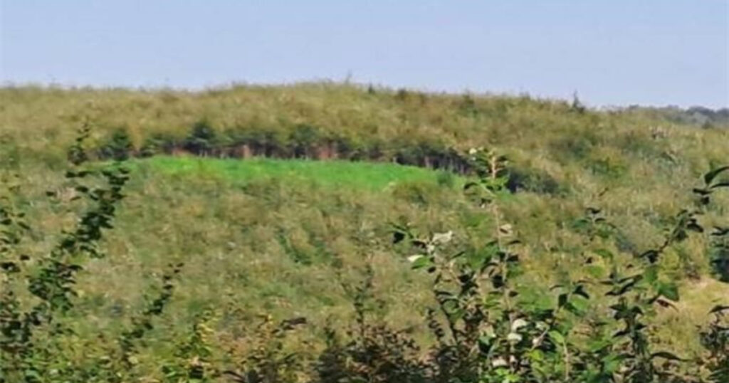 marihuana konoplja