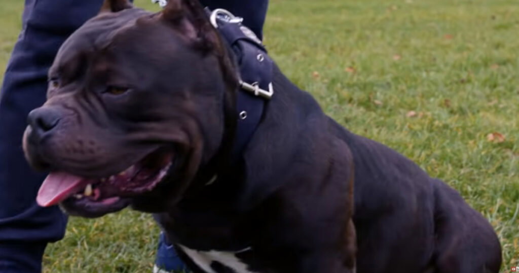 bully xl