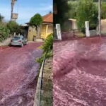 crveno vino bujica