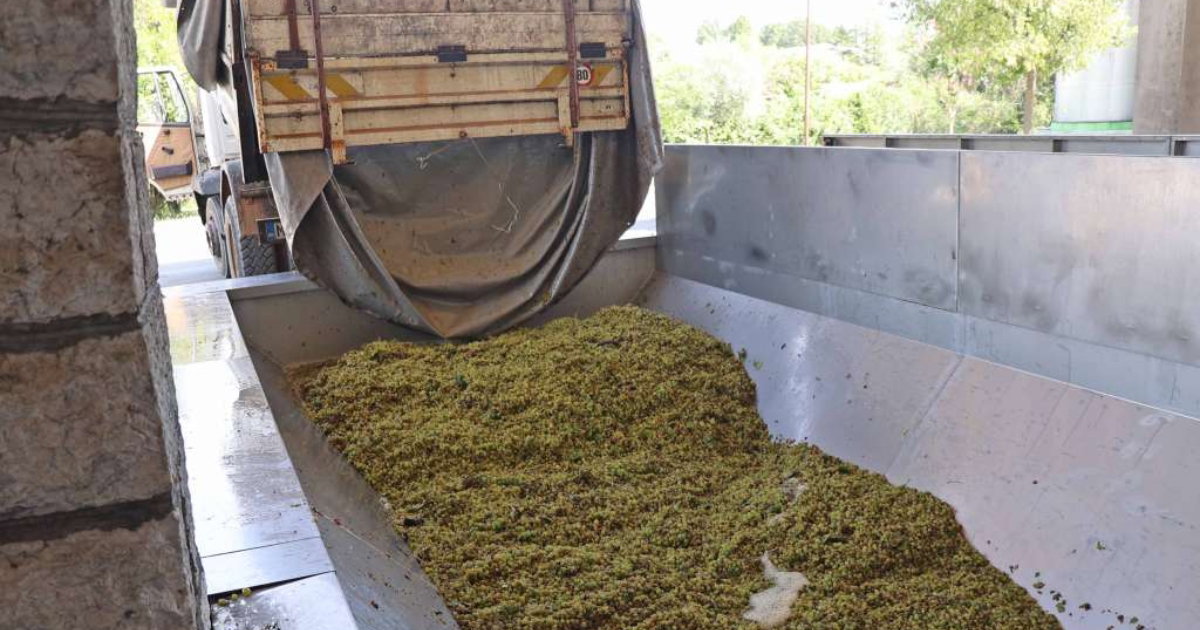 grožđe vino čitluk