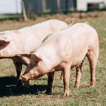 svinje