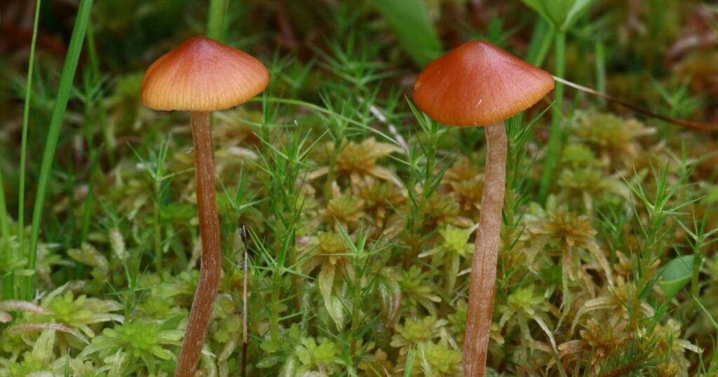 gljiva galerina hybrida
