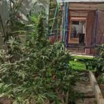 laboratorija marihuana kanabis