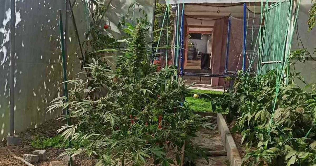 laboratorija marihuana kanabis