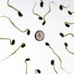 sperma spermatozoidi oplodnja
