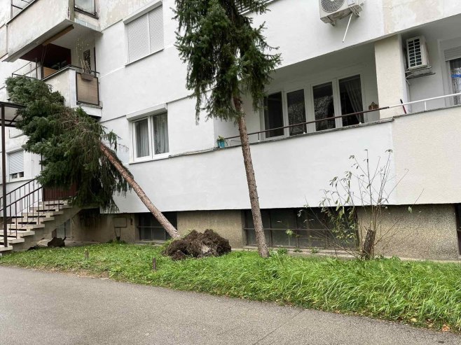 drveće banja luka