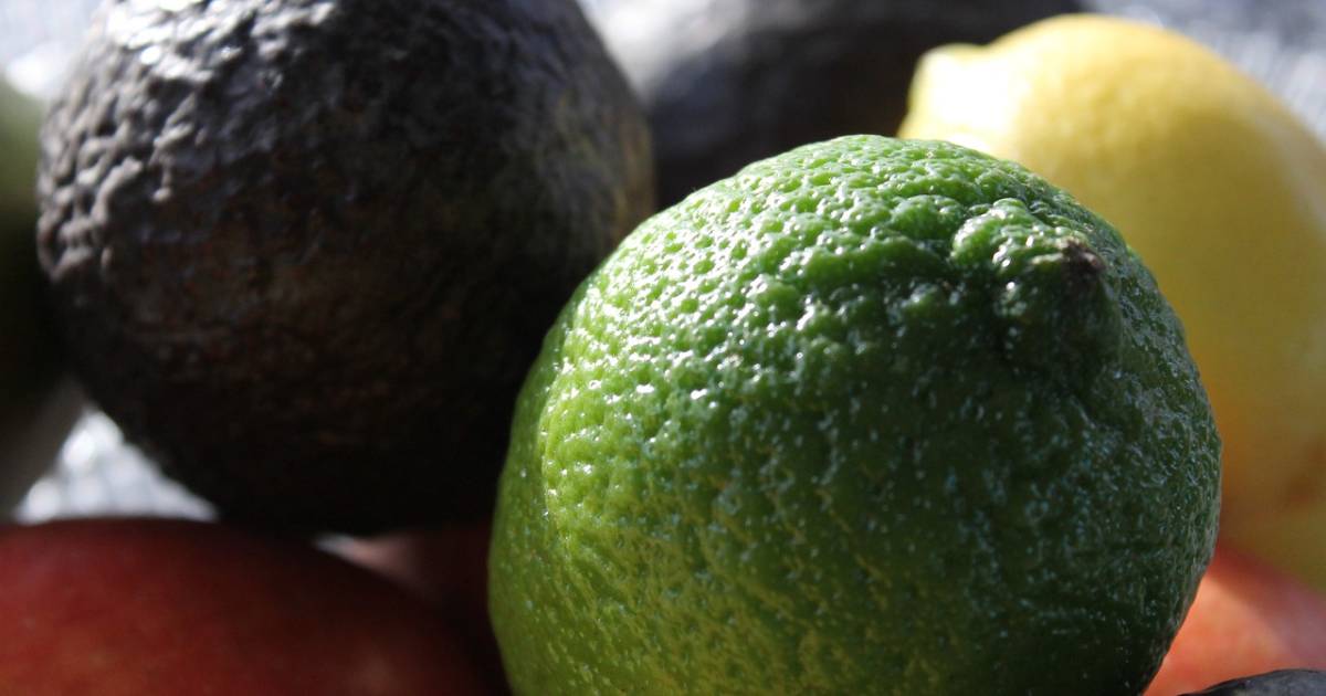 avokado citrusi