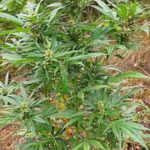marihuana ilustracija