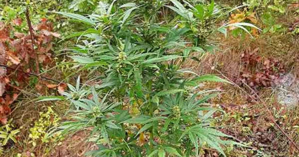 marihuana ilustracija