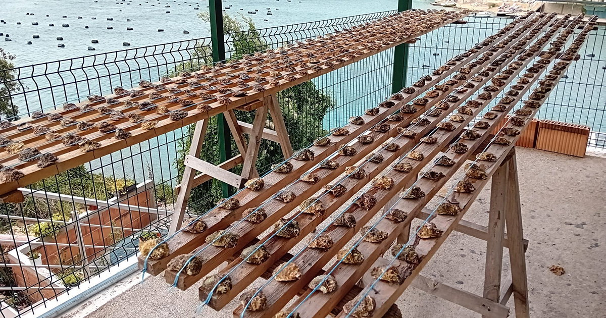 Vatrogasac iz Neuma uzgoj školjki