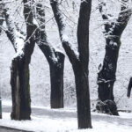 Prvi ovogodišnji snijeg zabijelio Vilsonovo šetalište u Sarajevu