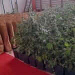 kanabis indijska konoplja bijeljina