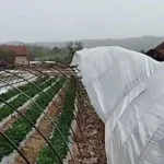 plastenici