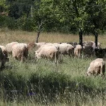kurban donacija