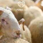 kurban pomozi.ba