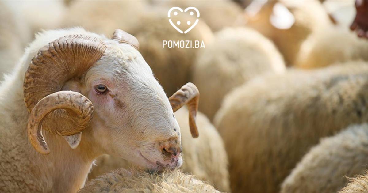 kurban pomozi.ba