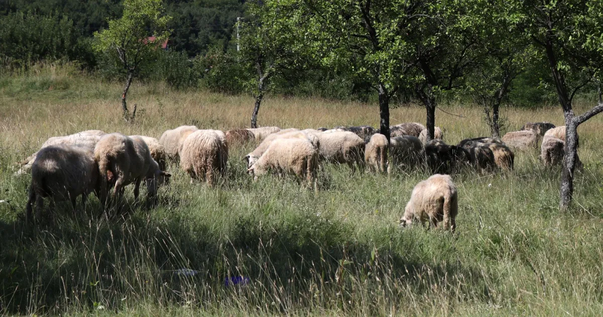 kurban donacija