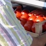cijene voća i povrća