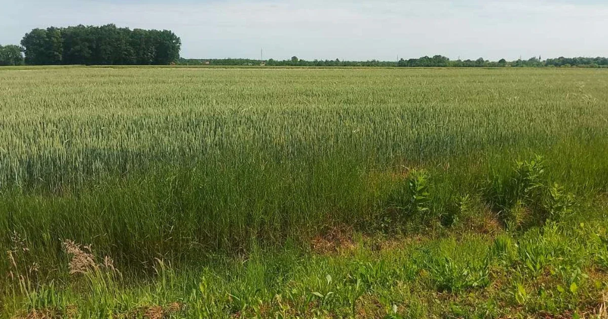 zitarice žito