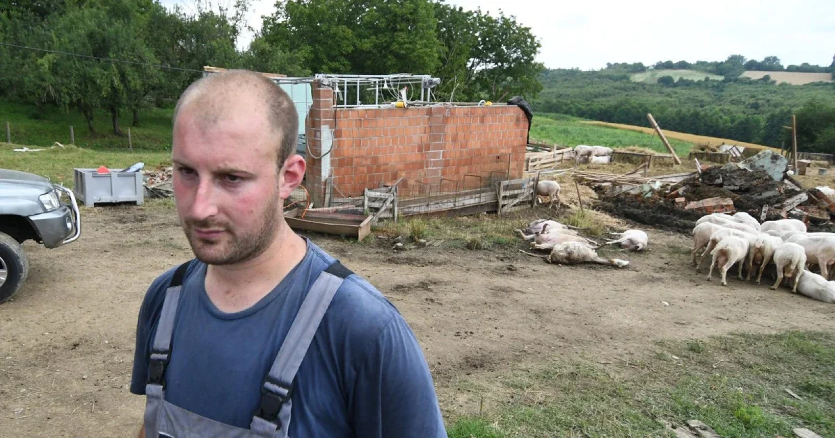 uništena farma ovaca