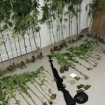 marihuana kanabis