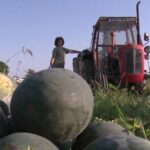 bostan lubenica poljoprivreda