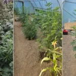 marihuana plastenik