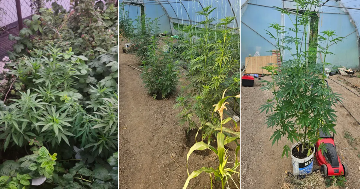 marihuana plastenik