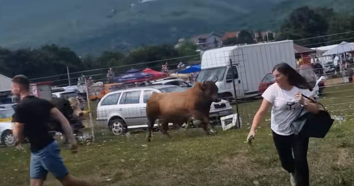 posusje bikovi