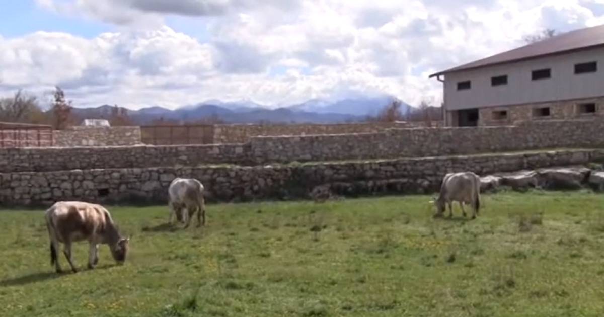 selo kod bijeljine