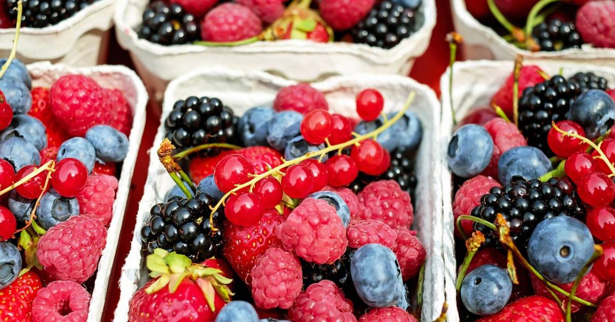 sumsko voce maline kupine borovnice ribizle