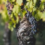 vinova loza vinograd